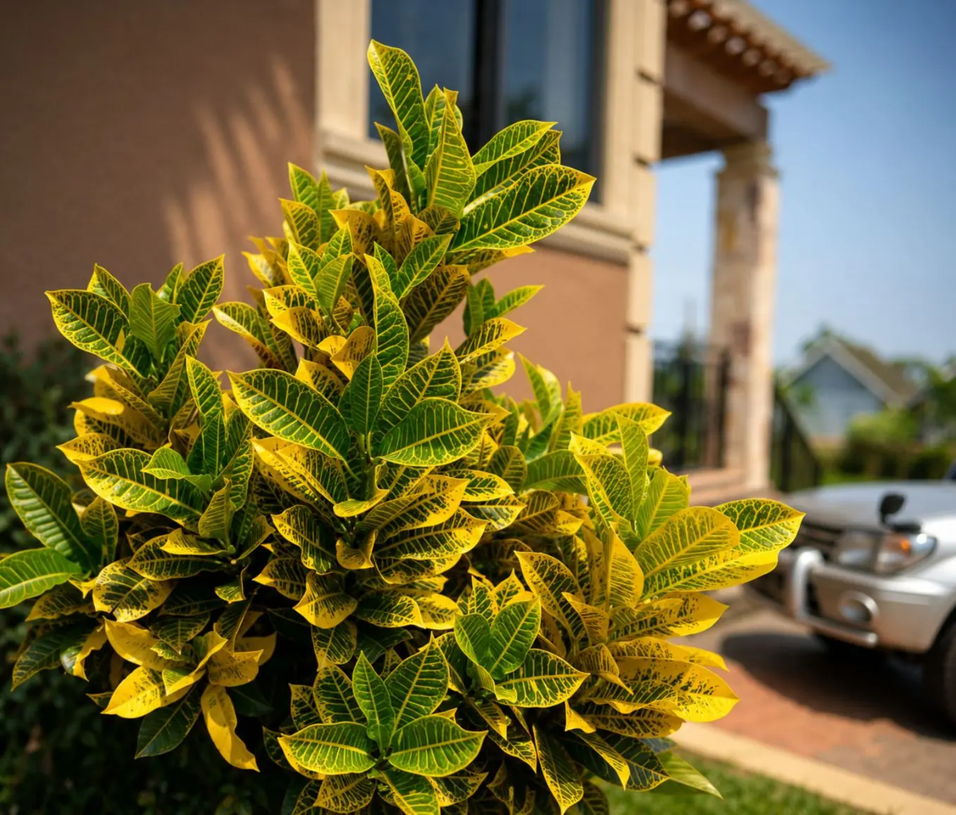 Yellow and green foliage at the Bunga garden
