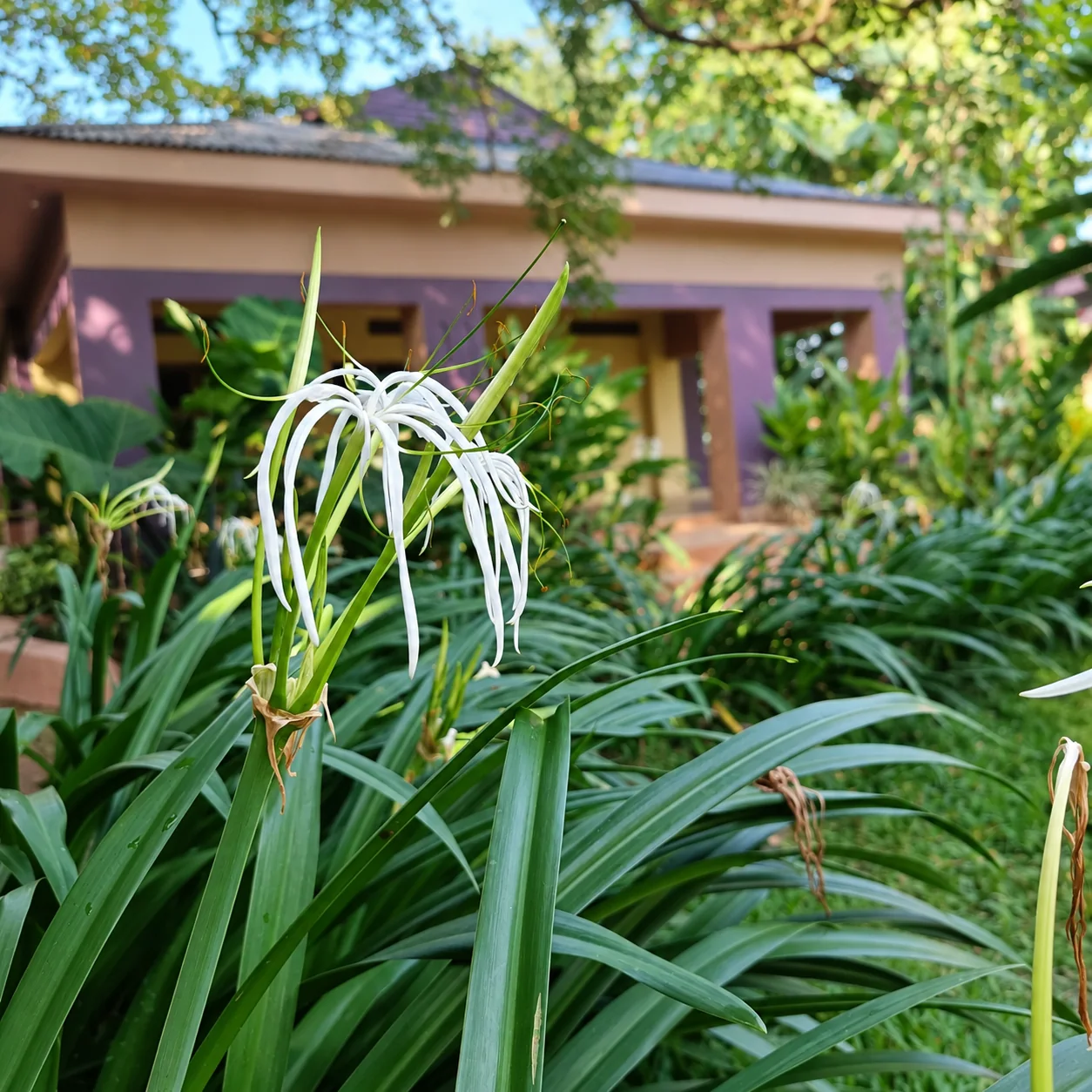 Long green leaves and a white flower in front of a purple veranda surrounded by planting.