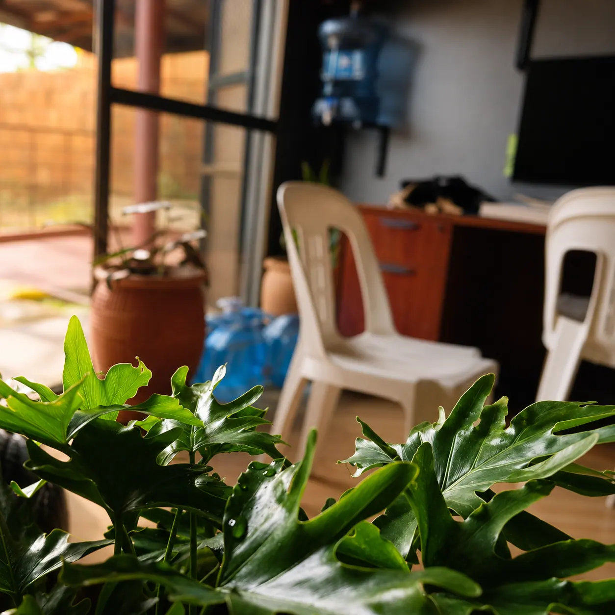 Green leaves in the foreground of the office seating area